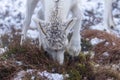 Majestic adult reindeer in snow-covered field in the Cairngorms, Scotland on a foggy day