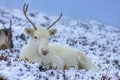 Majestic adult reindeer in snow-covered field in the Cairngorms, Scotland on a foggy day