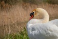 Majestic adult Swan seen resting by an inland waterway in late spring.