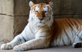 White Tiger at the Memphis Zoo