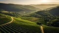 Majestic Aerial View of Sprawling Vineyard at Sunrise Bathed in Soft Morning Light. Generative Ai