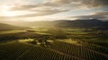 Majestic Aerial View of Sprawling Vineyard at Sunrise Bathed in Soft Morning Light. Generative Ai