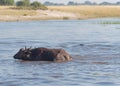 Majestic African buffalo peacefully lounging in a body of water