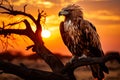 Majestic African eagle perched on a tree branch during sunset