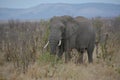 Majestic African elephant with beautiful ivory tusks.