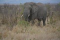 Majestic African elephant with beautiful ivory tusks paroling the dry bush.