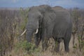 Majestic African elephant with beautiful ivory tusks paroling the dry bush veld.