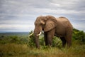 Majestic African elephant side profile