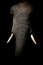 Majestic African elephant trunk illuminated by a single light source