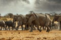 Majestic african elephants, Etosha, Namibia Royalty Free Stock Photo