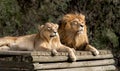 Majestic African lion couple loving pride of the jungle lying together on wooden shelter