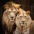 Majestic African lion couple loving pride of the jungle - Mighty wild animal of Africa in nature. Generated AI Royalty Free Stock Photo