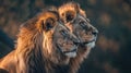 Majestic African lion couple Royalty Free Stock Photo