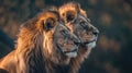 Majestic African lion couple