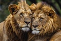 Majestic African lion couple. Generate ai Royalty Free Stock Photo