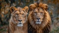 Majestic African Lion Pair, Rulers of the Wild: Prideful Predators Royalty Free Stock Photo