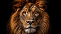 Majestic African Lion Portrait: Wildlife, Nature, Big Cat, King of the Jungle Royalty Free Stock Photo