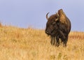 Majestic American Buffalo Bison bison in South Dakota