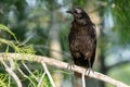 Majestic American raven (Corvus brachyrhynchos) perched on a barren tree branch