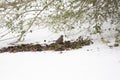 Majestic American Robin on the Ground Near Snow Royalty Free Stock Photo