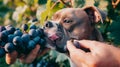The Majestic American Staffordshire Terrier Indulges in Grape Berry Bliss: A Captivating Moment in 1