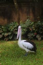 Majestic American White Pelican in Bali Royalty Free Stock Photo