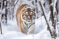 A majestic Amur tiger in its natural winter habitat, Generative Ai