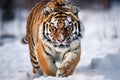 A majestic Amur tiger in its natural winter habitat, Generative Ai