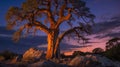 Ancient Bristlecone Pine Tree Standing Tall Against a Dramatic Sunset Sky Royalty Free Stock Photo