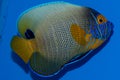 Majestic Angelfish Royalty Free Stock Photo