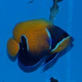 Majestic Angelfish Pomacanthus navarchus Royalty Free Stock Photo