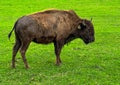 Majestic North American buffalo on a farm