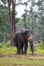 The majestic animal - Elephant