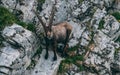 Majestic animal old and wise alpine capricorn Steinbock Capra ibex the swiss alps brienzer rothorn