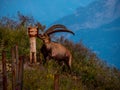 majestic animal salt lick alpine capricorn Steinbock Capra ibex the swiss alps brienzer rothorn