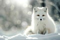 Majestic arctic fox gracefully roaming in its serene and pristine snowy natural habitat