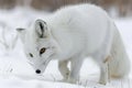 Majestic arctic fox gracefully strolling in the serene winter wonderland landscape