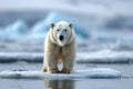 Majestic arctic scene Polar bear on icy terrain in Svalbard