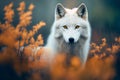 Majestic arctic wolf in fall season