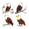 Majestic African Fish Eagle Artwork Design Royalty Free Stock Photo