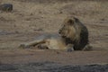 Majestic Asiatic Lion in Gir national Forest of Gujarat, India Royalty Free Stock Photo