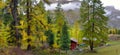 Majestic autumn alpine scenery with colorful larch forest