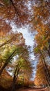 Majestic autumn beech foresrt Royalty Free Stock Photo