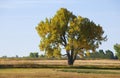 Majestic Autumn Cottonwood