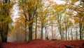 Majestic autumn forest