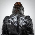 The Majestic Back of a Dominant Silverback Gorilla Royalty Free Stock Photo
