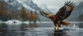 A Bald Eagle, a bird of prey, soars over water with mountains in the background Royalty Free Stock Photo