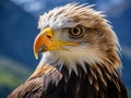 Majestic Bald Eagle Close-Up