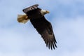 Majestic Bald Eagle closeup flying through blue cloudy sky