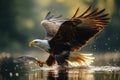 Bald Eagle Hunting Fish Royalty Free Stock Photo